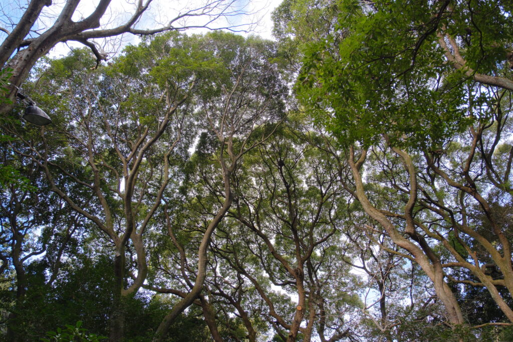 あけましておめでとうございます。