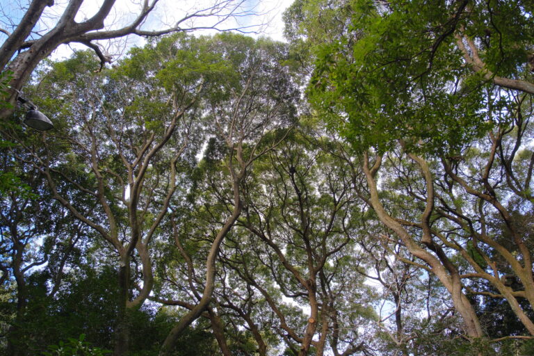 あけましておめでとうございます。